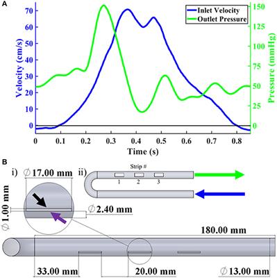 Physiologically Relevant Fluid-Induced Oscillatory Shear Stress Stimulation of Mesenchymal Stem Cells Enhances the Engineered Valve Matrix Phenotype